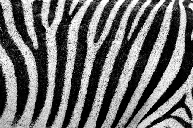 zebra01